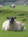 FZ004665 Two little lambs cuddled up to sheep.jpg